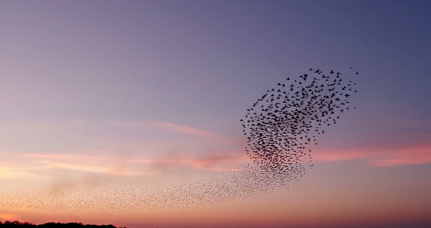 A murmuration of starlings crossing a twilight sky